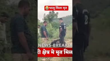 bear dead #forest #bear #trendingshorts #viralshorts #forestlife #animalshorts