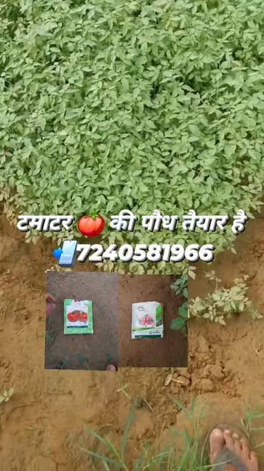 टमाटर 🍅🍅 की पौध तैयार है
किसान भाई से सम्पर्क करें
📲7240581966