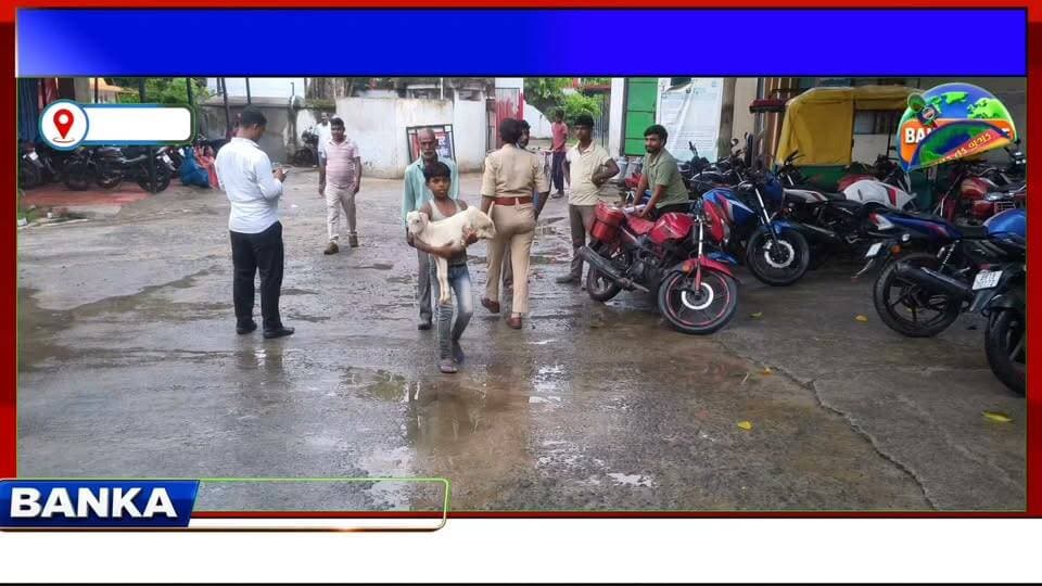 #बांका में बकरी चोरी की कोशिश नाकाम, लोगों ने दौड़ाकर चोर को पकड़ा, पुलिस ने भेजा जेल
#CrimeNews #followmeonfacebook #highlightseveryone