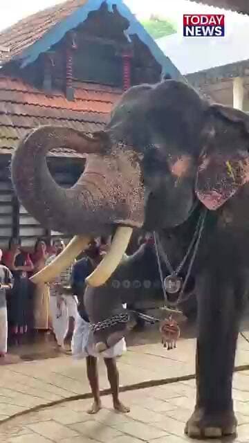 അങ്ങാടിപ്പുറത്ത് ഊട്ടിന് എത്തിയ ആനകൾ..