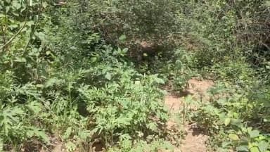बारां के पाटेडा में घात लगाए अजगर ने बकरी चरा रही बालिका पर किया हमला, बालिका भागी तो अजगर ने जकड़ा बकरी को, बालिका के चिल्लाने पर मौके पर पहुंचे ग्रामीण,,
ग्रामीणों ने पत्थर फेक बकरी को अजगर से कराया बमुश्किल मुक्त, मौके पर पहुंचे स्नेक केचर, झाड़ी में घुसे अजगर का रेस्क्यू कर जंगल में सुरक्षित छोड़ा,करीबन 12,से 15,फुट का बताया जा रहा अजगर।।
#Baran #ajgar #hamla #patheda #BreakingNews #vairalpost