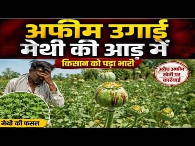 अफीम उगाई मैथी की आड़ में | किसान को पड़ा भारी #afim_ke_podhe #kisan #bhilwada #court #karawas #mpcg