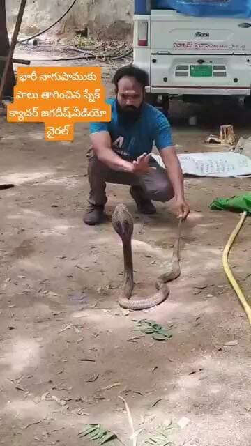 భారీ నాగు పాము ప్రత్యక్షం.. పాలు తాగుతున్న దృశ్యం #mithra_news