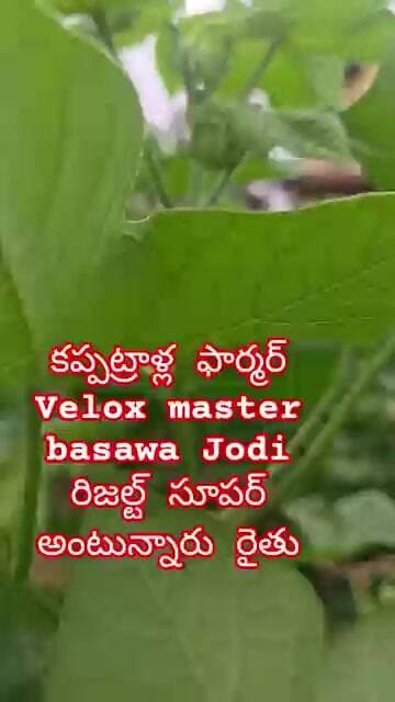 కప్పట్రాళ్ల ఫార్మర్ Velox master basawa Jodi రిజల్ట్ సూపర్ అంటున్నారు రైతు