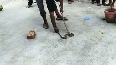 🐍 देवरिया में सर्प रक्षक चंद्रशेखर पाल का सराहनीय प्रयास, सांपों को सुरक्षित रेस्क्यू कर जंगलों में छोड़ रहे
#देवरिया। रामपुर कारखाना थाना क्षेत्र के रणछोड़ कुटी चौराहे निवासी सर्प रक्षक चंद्रशेखर पाल पिछले कई वर्षों से सांपों के संरक्षण और लोगों की सुरक्षा के लिए निस्वार्थ सेवा कर रहे हैं। ग्रामीण क्षेत्रों में जैसे ही किसी घर, दुकान या खेत में सांप निकलने की सूचना मिलती है, वह तुरंत मौके पर पहुंचकर प्रशिक्षित तरीके से उसका रेस्क्यू करते हैं और सुरक्षित जंगल या उसके प्राकृतिक आवास में छोड़ देते हैं।
चंद्रशेखर पाल का कहना है कि सांप पर्यावरण और पारिस्थितिकी तंत्र का महत्वपूर्ण हिस्सा हैं। उन्हें मारने के बजाय सुरक्षित तरीके से पकड़कर प्राकृतिक वातावरण में छोड़ना ही सही उपाय है। वह विभिन्न प्रजातियों के सांपों का रेस्क्यू कर चुके हैं और जरूरत पड़ने पर दूर-दराज के गांवों तक भी पहुंचते हैं।
स्थानीय ग्रामीणों का कहना है कि पहले सांप दिखने पर लोग भय के कारण उन्हें मार देते थे, लेकिन अब चंद्रशेखर पाल को सूचना देकर सुरक्षित रेस्क्यू कराया जाता है। इससे न केवल लोगों की जान सुरक्षित रहती है, बल्कि सांपों का संरक्षण भी हो रहा है।
चंद्रशेखर पाल ने लोगों से अपील की है कि यदि किसी घर, परिसर या गांव में सांप दिखाई दे तो घबराएं नहीं और उसे मारने की कोशिश न करें। सुरक्षित दूरी बनाए रखें और किसी प्रशिक्षित सर्प रक्षक या वन विभाग को सूचना दें, ताकि सांप को सुरक्षित रेस्क्यू कर इंसानों और वन्यजीवों दोनों की सुरक्षा सुनिश्चित की जा सके।