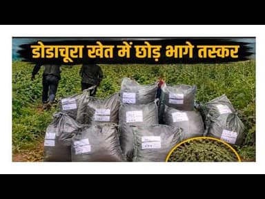 डोडाचूरा खेत में छोड़ भागे तस्कर | dodachura khet me chod bhage taskar #dodachura #kota #rajsthan #mp