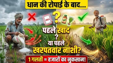🌾 धान की रोपाई के बाद सबसे पहले क्या करें? पहले खाद डालें या पहले खरपतवार नाशी?
यही एक फैसला आपकी धान की फसल का भविष्य तय कर सकता है।
अगर खेत में खरपतवार मौजूद हैं और आप पहले यूरिया या दूसरी टॉप ड्रेसिंग वाली खाद डाल देते हैं, तो उसका सबसे ज्यादा फायदा अक्सर खरपतवार को मिलता है। नतीजा-घास तेजी से बढ़ती है, धान कमजोर रह जाता है और उत्पादन पर असर पड़ता है।
✅ यदि खेत में खरपतवार की समस्या है, तो पहले सही समय पर खरपतवार नाशी का प्रयोग करें और उसके 4–5 दिन बाद टॉप ड्रेसिंग वाली खाद दें, ताकि पोषण सीधे धान के पौधों को मिले।
⚠️ लेकिन अगर खेत लगभग खरपतवार मुक्त है, तो बिना जरूरत खरपतवार नाशी का प्रयोग न करें। पहले खेत का निरीक्षण करें और फिर निर्णय लें।
याद रखें-सही समय, सही क्रम और सही मात्रा ही अच्छी पैदावार की सबसे मजबूत नींव है।
आप अपने खेत में क्या करते हैं? पहले खाद डालते हैं या पहले खरपतवार नाशी? अपनी राय कमेंट में जरूर बताइए।
#धान #धान_की_खेती #RiceFarming #Paddy #Kisan #indianfarmer