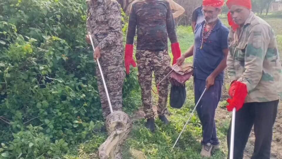 मझगवां वन विभाग की टीम ने 8 फ़ीट अजगर सांप का किया रेस्क्यू।
मझगवां वन विभाग रेस्क्यू टीम को सूचना मिली थी की ग्राम पंचायत बाधी में श्रीकांत द्विवेदी के खेत में लगभग 8 फीट लंबा अजगर सांप मौजूद है, सूचना उपरांत मौके पर पहुंची वन विभाग की रेस्क्यू टीम के विनोद पाण्डेय एवं उनके सहयोगियों ने 8 फिट लंबे अजगर सर्प का रेस्क्यू कर सुरक्षित जंगल मे छोड़ा।
#rescue #snake #satna #satnanews #chitrakootexpress