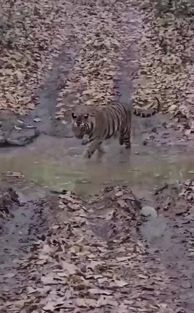 @Tiger