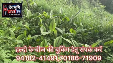 आवारा पशुओं से किसानों को राहत दिलाएगी काली हल्दी, बंजर जमीन बनेगी आय का बड़ा स्रोत
