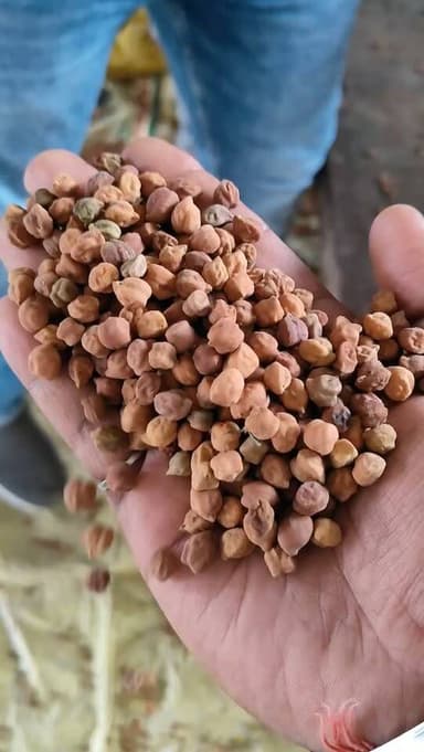 आज धामनोद मंडी में लाल चना का भाव इस प्रकार रहा, आज लाल चना के 3 वाहनों की आवक रही
आज लाल चना का भाव 7755, 6155, 5710 बिका...
27 जुलाई 2026
Dhamnod Mandi Bhav
.
.
.
.
.
.
.
.
.
.
.
.
.
.
.
.
.
#dhamnodmandibhav #dhamnodmandi #lalchana #chanakabhav #chanamandi