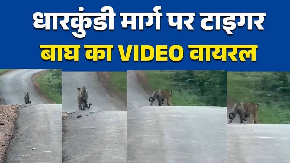 मझगवां में सड़क पर दिखा बाघ
धारकुंडी मार्ग पर बाघ की चहलकदमी
सतना में बाघ का वीडियो वायरल
मझगवां रेंज में बढ़ी बाघों की सक्रियता
सड़क पर बेखौफ घूमता दिखा बाघ#Satna #Majhgawan #Tiger #Wildlife #TigerSighting #Forest #MPNews #HindiNews #सतना #मझगवां #बाघ #टाइगर #वन्यजीव #मध्यप्रदेश