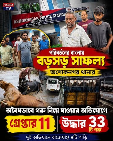 পরিবর্তনের বাংলায়, গবাদি পশু পাচারের আগে ১১ জনকে গ্রেফতার করে ৩৩ টি গরু উদ্ধার করল অশোকনগর থানার পুলিশ