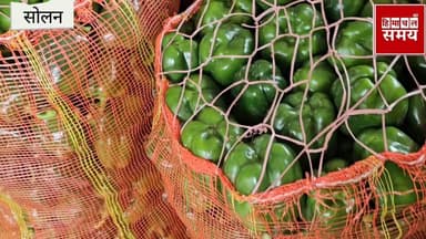 शिमला मिर्च और फ्रांसबीन के रेट में तेजी, जानीए क्या रहा भाव
हिमाचल समय - Himachal Samay Media #solansubjimandi