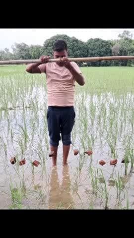 Dhaan mein kharpatwar nikaalne ka desi jugad #dhaankikheti #farming #agriculture #kheti #kharpatwar #viral