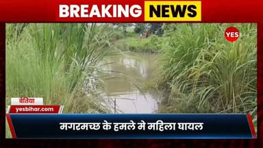 Bihar news : बगहा के भापसा नाला में फिर मगरमच्छ का हमला, महिला गंभीर रूप से घायल; ग्रामीणों की बहादुरी से बची जान। बगहा के वीटीआर से जुड़े भापसा नाला क्षेत्र में मगरमच्छों का आतंक लगातार बढ़ता जा रहा है। रविवार सुबह नौरंगिया थाना क्षेत्र के सिरिसिया-बेलहवा कच्ची सड़क स्थित भापसा नाला पार कर खेत जा रही बरसाती देवी पर मगरमच्छ ने हमला कर दिया। मगरमच्छ ने महिला के दोनों पैरों को अपने जबड़ों में दबोच लिया, लेकिन साथ चल रहे ग्रामीणों की बहादुरी और तत्परता से उनकी जान बच गई।प्रत्यक्षदर्शियों के अनुसार, महिला की चीख सुनते ही ग्रामीणों ने लाठी, कुदाल और छाते से मगरमच्छ पर हमला कर दिया। लोगों के शोर और जवाबी कार्रवाई से मगरमच्छ महिला को छोड़कर झाड़ियों में भाग गया। इसके बाद घायल महिला को सुरक्षित बाहर निकालकर वन विभाग को सूचना दी गई।सूचना मिलते ही मदनपुर वनक्षेत्र की टीम, डायल-112 पुलिस और स्थानीय जनप्रतिनिधि मौके पर पहुंचे। वनकर्मियों ने घायल महिला को तत्काल बगहा अनुमंडलीय अस्पताल पहुंचाया, जहां प्राथमिक उपचार के बाद उनकी हालत खतरे से बाहर बताई गई।मदनपुर वन क्षेत्र पदाधिकारी नसीम अहमद अंसारी ने बताया कि भापसा नाला मगरमच्छों का प्राकृतिक आवास है। आवेदन मिलने के बाद नियमानुसार मुआवजा देने की प्रक्रिया पूरी की जाएगी। उन्होंने लोगों से बरसात के मौसम में इस नाले को पार करने से बचने और वैकल्पिक मार्ग अपनाने की अपील की।गौरतलब है कि एक सप्ताह पहले भी इसी क्षेत्र में मगरमच्छ के हमले में किसान केदार बैठा की मौत हो गई थी। लगातार हो रहे हमलों से भापसा नाला के आसपास के ग्रामीणों में दहशत का माहौल है और लोग खेत जाने से पहले भी भय महसूस कर रहे हैं।#Bagaha #CrocodileAttack #ValmikiTigerReserve #WestChamparan #BiharNews #Wildlife #ForestDepartment #BreakingNews #Nature #IndiaNews