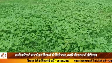 जिला बिलासपुर के चंगर क्षेत्र में कई दिनों से बारिश न होने के कारण मक्की की फसल सूखने की कगार पर पहुंच गई थी। सूखे से परेशान किसानों को आखिरकार हल्की बारिश से राहत मिली है। बारिश ने मक्की की फसल को नई जान दे दी, जिससे किसानों के चेहरों पर खुशी लौट आई है।
किसानों को उम्मीद है कि आने वाले दिनों में अच्छी बारिश हुई तो पैदावार बेहतर होगी। हालांकि, फॉल आर्मीवर्म के बढ़ते प्रकोप के चलते कुछ किसान मक्की की जगह सोयाबीन की खेती की ओर भी रुख कर रहे हैं।#HimachalPradesh #Changar #Farmers #Maize #Rain #WeatherUpdate #Agriculture #HimachalNews #BreakingNews #IndiaNews #Monsoon #LatestNews