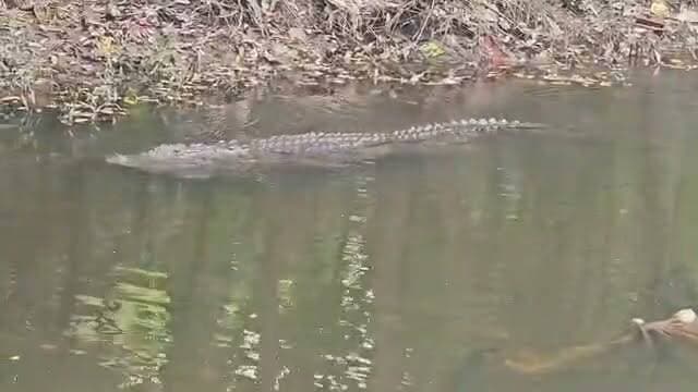 #Lakhimpur: "सावन से पहले बाबा लिलौटीनाथ तीर्थ पर विशालकाय मगरमच्छ की दस्तक, श्रद्धालुओं में दहशत; सुरक्षा इंतजाम बढ़ाने की मांग।"
#LakhimpurKheri #LilautinathMandir #Sawan2026 #Crocodile #BreakingNews #UPNews #HarshGupta #ViralNews #Shraddhalu #ForestDepartment