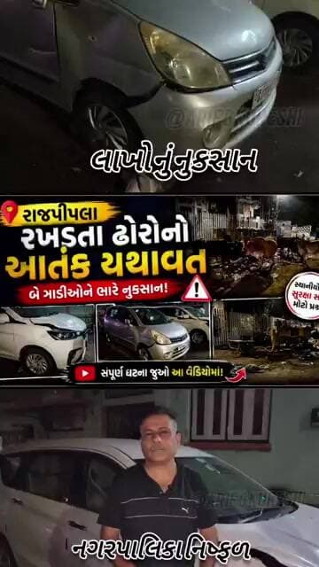 #BIG #BREAKING #NEWS રાજપીપળામાં રખડતા ઢોરોનો આતંક યથાવત