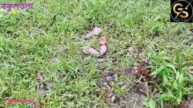 বারুইপুরের পরে এবার জয়নগরে ৬৫ বছরের এক বৃদ্ধাকে ধর্ষণের অভিযোগ, গ্রেফতার একজনকে আদালতে পেশ #GSB #PoliceNews #CrimeNews #jaynagar