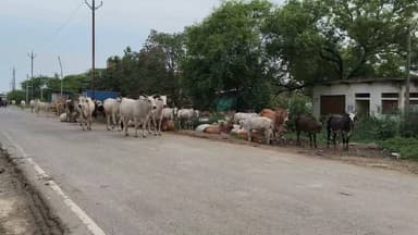 गौ शाला भी खुली हुई है शासन से रुपया भी आ रहा है लेकिन गाय और गोवंश रोड पर ही नजर आता है आखिर कब बदलेगी यह तस्वीर
#MPNews #samasya #cow #datia #sarkariyojana