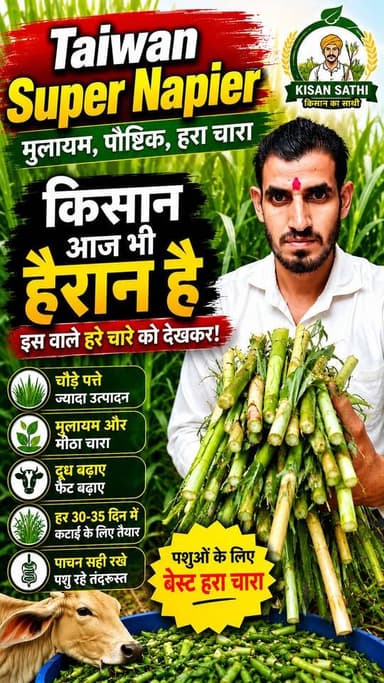 Taiwan Super Napier 😱 किसान आज भी हैरान! इतना मुलायम हरा चारा आपने नहीं देखा | Best Green Fodder 2026
#TaiwanSuperNapier #SuperNapier #NapierGrass #GreenFodder #harachara