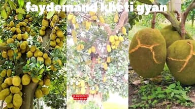 क्या आप जानते हैं कि कटहल का पौधा कैसे लगाएं ? #kasganj #farming #jackfruit #gardening @faydemandkhetigyan