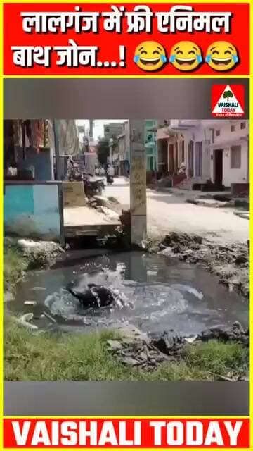 लालगंज गई भैंस पानी में....see more #lalganj #vaishali #hajipur #viralshorts #shorts #comedy