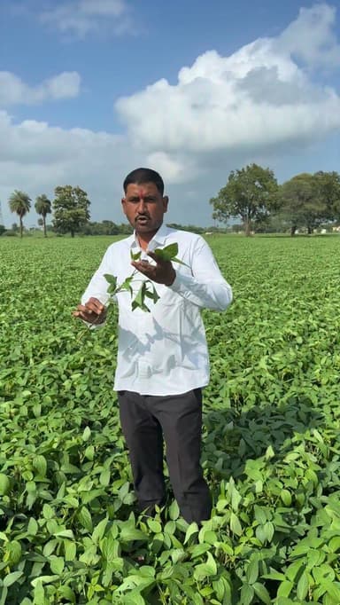 🌱⛈️बदलते मौसम में सोयाबीन की फसल का ध्यान रखें ⛈️🌱
#farmer #weather #kisan #trendingreels #madhyapradesh