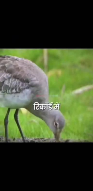 कुदरत का करिश्मा!
11 दिन… 13,500 किमी… ZERO ब्रेक!
दुनिया की सबसे लंबी नॉन-स्टॉप उड़ान का रिकॉर्ड किसी प्लेन का नहीं,
इस छोटे से पक्षी — Bar-tailed Godwit का है!
अलास्का से न्यूजीलैंड तक लगातार उड़ान…
न खाना, न पानी, न आराम!
कुदरत की ये फ्लाइंग मशीन आज भी विज्ञान से आगे है। 🚀🌌
द मनियारी न्यूज़
#NatureMiracle #FlyingMachine #Godwit #BarTailedGodwit
#WildlifeWonder #AmazingNature #13ThousandKM
#NonStopFlight #AlaskaToNewZealand
#ManiyariNews #TheManiyariNews
#TrendingReels #ViralReels #FactReels #ReelsIndia
#NatureReels #BirdReels #ScienceFacts #WowNature