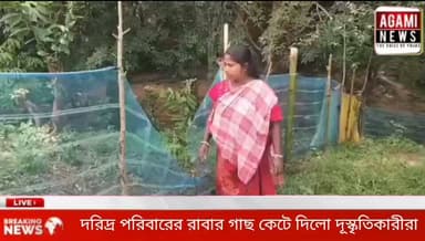 সাব্রুমের দমদমায় দূস্কৃতিকারীরা কেটে দিলো এক দরিদ্র পরিবারের রাবার বাগান