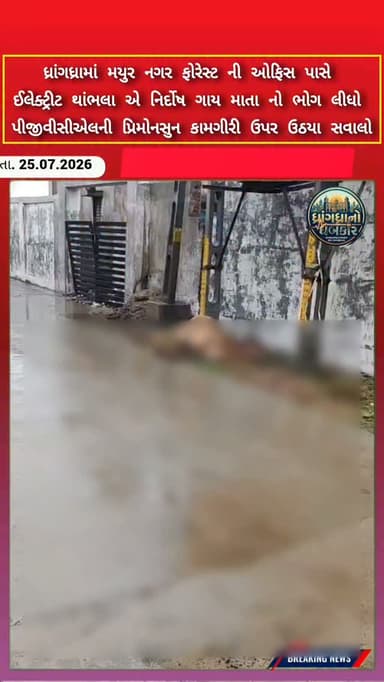 ધ્રાંગધ્રા માં મયુર નગર ફોરેસ્ટ ની ઓફિસ પાસે ઈલેક્ટ્રીટ થાંભલા એ નિર્દોષ ગાય માતા નો ભોગ લીધો #dhrangadhra #brekingnews #gujrat #surendranagar #pgvcl