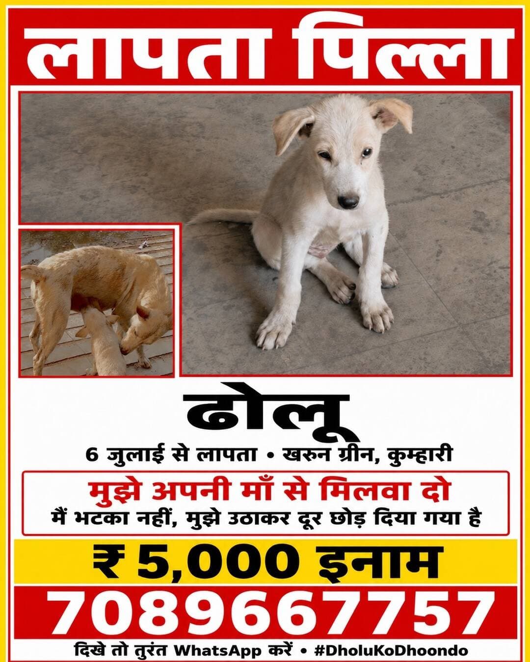 10 सेकंड रुककर इस बच्चे को ध्यान से देखिए। 🙏
ढोलू, सिर्फ 3 महीने का सफेद पिल्ला, 6 जुलाई से खरुन ग्रीन्स, कुम्हारी से लापता है। उसकी माँ आज भी उसी जगह उसका इंतज़ार कर रही है।
कृपया अपनी गली, कॉलोनी, दुकान, पार्किंग, खाली प्लॉट और आसपास के इलाकों में एक बार जरूर देखें।
ढोलू कहीं भी दिखे तो तुरंत उसकी फोटो और लाइव लोकेशन WhatsApp करें।
📞 7089667757
🏆 ढूंढने वाले को ₹5,000 इनाम
इस पोस्ट को कुम्हारी, भिलाई, दुर्ग और रायपुर के WhatsApp ग्रुप्स व स्टोरी पर शेयर करें। आपका एक शेयर ढोलू को उसकी माँ से मिला सकता है।
#DholuKoDhoondo #Kumhari #KharunGreens #Durg #Bhilai Raipur MissingPuppy Chhattisgarh
ये ढोलू की माँ है… अपने बच्चे को हर गली, हर मोड़ और हर चेहरे में ढूंढ रही है। 💔
उसे नहीं पता ढोलू कहाँ है। बस इतना पता है कि 6 जुलाई से उसका बच्चा वापस नहीं आया।
ढोलू सिर्फ 3 महीने का सफेद पिल्ला है, जो खरुन ग्रीन्स, कुम्हारी से लापता है। कुम्हारी, दुर्ग, भिलाई या रायपुर में कहीं भी ऐसा पिल्ला दिखे तो उसकी फोटो और लोकेशन तुरंत WhatsApp करें।
📞 7089667757
🏆 खोजने वाले को ₹5,000 इनाम
इस वीडियो को सिर्फ देखकर आगे मत बढ़िए। इसे शेयर कीजिए, शायद आपका एक शेयर ढोलू को उसकी माँ से मिला दे।
#DholuKoDhoondo #Kumhari #Durg #Bhilai #Raipur Chhattisgarh MissingPuppy
ये माँ हर दिन अपने बच्चे ढोलू को ढूंढ रही है… 💔
ढोलू 6 जुलाई से खरुन ग्रीन्स, कुम्हारी, दुर्ग से लापता है। आशंका है कि कुछ लोगों ने उसे यहाँ से उठाकर किसी दूर इलाके में छोड़ दिया है। इसलिए वह कुम्हारी के साथ-साथ रायपुर, दुर्ग, भिलाई या आसपास के किसी भी क्षेत्र में मिल सकता है।
ढोलू सिर्फ 3 महीने का सफेद पिल्ला है। कहीं भी दिखाई दे तो तुरंत उसकी फोटो और सही लोकेशन WhatsApp करें।
📞 7089667757
🏆 ढूंढने वाले को ₹5,000 इनाम
इस वीडियो को ज्यादा से ज्यादा शेयर करें। आपका एक शेयर ढोलू को उसकी माँ तक वापस पहुँचा सकता है।
#DholuKoDhoondo #RaipurViral #Kumhari #Durg #Bhilai Raipur Chhattisgarh