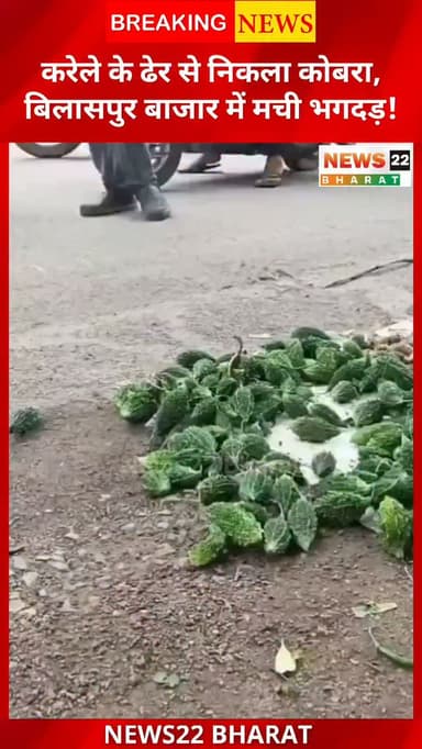 बिलासपुर के नेहरू नगर स्थित गणेश चौक साप्ताहिक बाजार में उस समय अफरा-तफरी मच गई, जब करेला खरीद रहे एक युवक को करेलों के ढेर के बीच छिपे सांप ने काट लिया। प्रत्यक्षदर्शियों के अनुसार सांप कोबरा बताया जा रहा है। घटना के बाद बाजार में भगदड़ जैसी स्थिति बन गई और युवक को इलाज के लिए अस्पताल पहुंचाया गया।
आप इस घटना पर क्या कहना चाहेंगे? अपनी राय कमेंट में जरूर बताएं।
#Bilaspur #BilaspurNews #Chhattisgarh #ChhattisgarhNews #BreakingNews Cobra Snake ViralNews GaneshChowk News22Bharat HindiNews InstagramNews CGNews