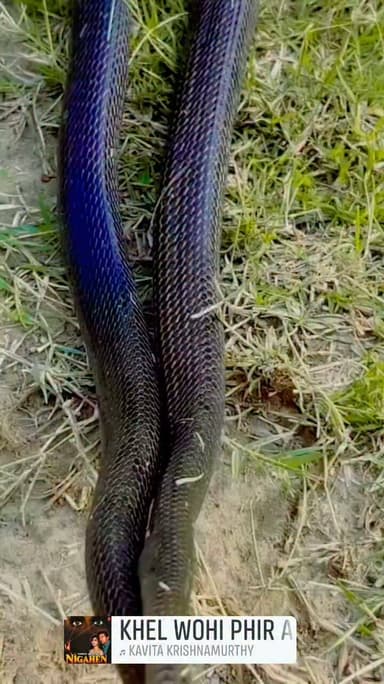 🐍 बरसात के मौसम में रहें सतर्क!
बरसात के दिनों में कोबरा सहित कई विषैले सांप अपने बिलों से बाहर निकल आते हैं। ऐसे में खेतों, बगीचों, झाड़ियों और घर के आसपास विशेष सावधानी बरतें।
⚠️ यदि किसी को कोबरा या किसी अन्य सांप ने काट लिया है, तो घबराएं नहीं।
पीड़ित को शांत रखें और अनावश्यक चलने-फिरने से बचाएं।
किसी भी प्रकार का झाड़-फूंक, चीरा लगाना, जहर चूसना या कसकर रस्सी बांधना न करें।
तुरंत नजदीकी सरकारी अस्पताल या स्वास्थ्य केंद्र पहुंचें, जहां एंटी-स्नेक वेनम (ASV) से उपचार उपलब्ध होता है।
जितनी जल्दी इलाज शुरू होगा, ठीक होने की संभावना उतनी अधिक होगी।
सावधानी ही सुरक्षा है। बरसात के मौसम में सतर्क रहें और दूसरों को भी जागरूक करें।
#सर्पदंश #कोबरा #बरसात #सावधानी #सरकारीअस्पताल #SnakeBite #Monsoon #StaySafe #जनजागरूकता
