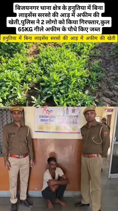 बिजयनगर के हनुतिया में बिना लाइसेंस सरसो की आड़ में अफीम की खेती करने वाले महादेव व कैलाश को थाना पुलिस ने किया गिरफ्तार,दोनों के खेत से कुल 65KG गीले अफीम के पौधे किए जब्त। #afim #amal #viralvidio #police #update
