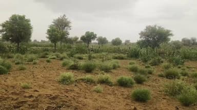 चेराई में बारिश किसानों के चेहरे खिल उठे