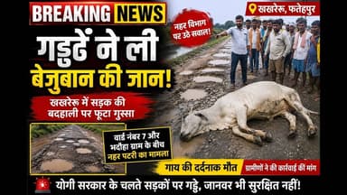 वार्ड नंबर 7 और भदौहा ग्राम के बीच नहर पटरी पर गड्ढों के कारण गाय की दर्दनाक मौत #viral #new #yt