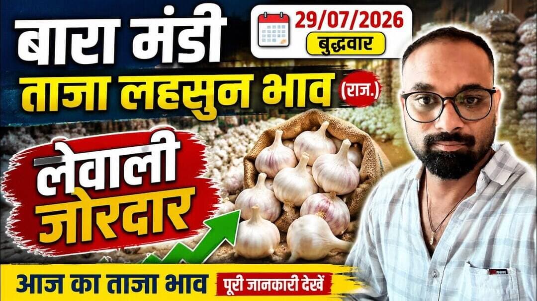 29 July 2026 बारा मंडी ताजा लहसुन भाव#आज लेवाली जोरदार #Baran Mandi Garlic Price Today#