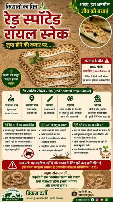 किसानों का मित्ररेड स्पॉटेड रॉयल स्नेक...लुप्त होने की कगार पर...