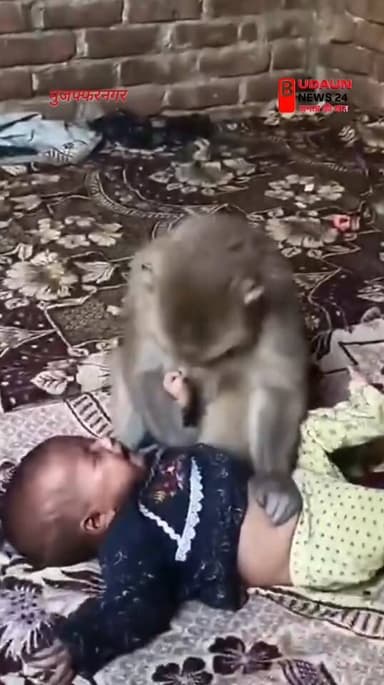 मुजफ्फरनगर में बंदर ने बच्चों को कब्जे में कर लिया बच्चे का पेट दबा रहा है, #news #muzfharnagar #monkey #kids DiyoraraBudaun24