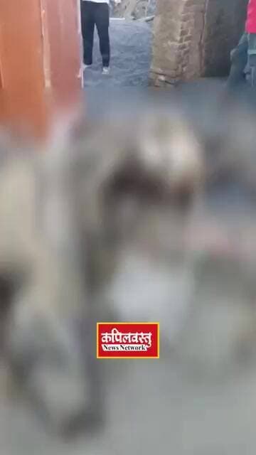 सिद्धार्थनगर में बेकाबू ट्रेलर का कहर! 13 मवेशियों समेत युवक की दर्दनाक मौत