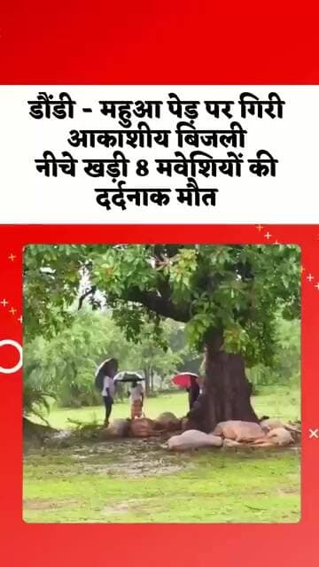 पेड़ के नीचे खड़े मवेशियों पर गिरी आकाशीय बिजली 8 की मौत #lightning#flood#animals#cow#emergency#news