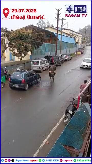 உணவு தேடி சாலையில் உலா வரும் காட்டெருமைகள்... அச்சத்துடன் செல்லும் வாகன ஓட்டிகள் | #RAGAMNEWS