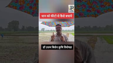 धान को कीटो से कैसे बचाये #trendingshorts #agriculture #paddyfarming #shorts #video #agriculturelife