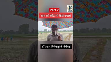 धान को कीटो से कैसे बचाये |#daftarkigirl #yoyohoneysinghallsongs #short #video #paddyfarming