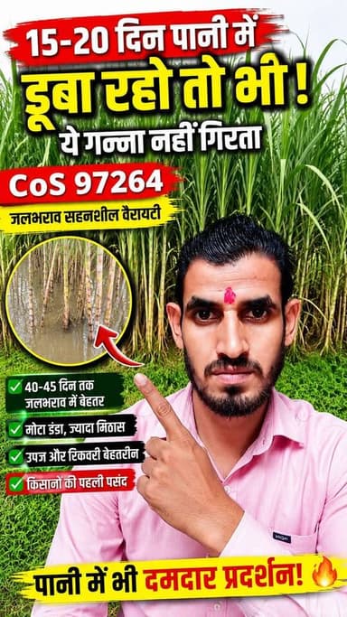 😱 40–45 Days Water Logging Test! CoS 97264 ने सबको चौंका दिया 🌧️#CoS97264 #Ganna #Sugarcane #WaterLogging #GannaVariety #KisanSathi
Harpal Singh