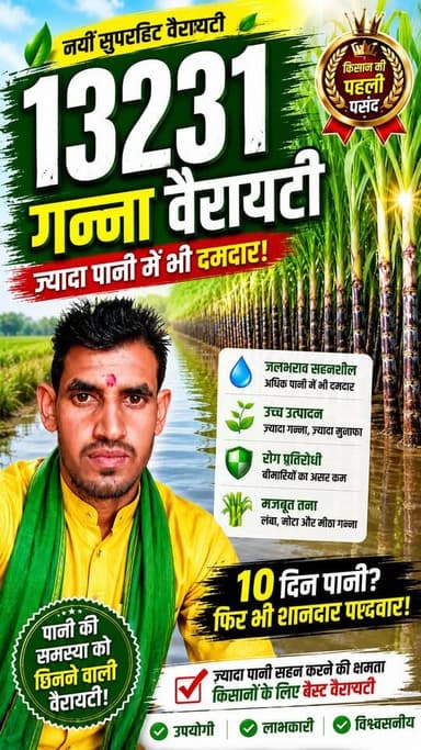 😱 13231 गन्ना वैरायटी का बड़ा राज! 10 दिन पानी में भी दमदार प्रदर्शन? 🌱 | New Sugarcane Variety 2026
#13231 #Sugarcane #Ganna #GannaVariety #NewVariety #kisansathi