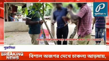 গ্রামবাসীর সচেতনতায় রক্ষা পেল অজগর, আড়ষায় প্রশংসা বন দপ্তরের।
#PuruliaTV #PuruliaNews #Arsha #ArshaBlock #PythonRescue #IndianRockPython #SnakeRescue #WildlifeRescue #ForestDepartment #PuruliaForest #WildlifeNews #Purulia #WestBengal #SnakeInVillage #WildlifeConservation #BreakingNews