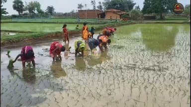 किसानों ने शुरू की धान की रोपाई, अच्छी बारिश की उम्मीद में जुटे अन्नदाता,पारंपरिक लोकगीत गाते हुए धान की रोपाई..